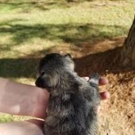 Small gray puppy held in a person's hand outdoors near a tree and grassy ground