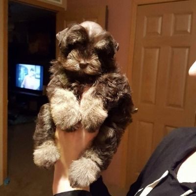 Small fluffy puppy being held up indoors, with dark fur and white paws and chest