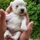 Small white fluffy puppy being held in two hands outdoors, with green grass blurred behind