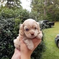 Small fluffy puppy being held outdoors in a hand, with greenery and cars in the background.