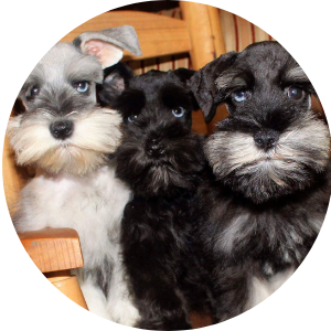 Three small schnauzer puppies huddle together, including black and white pups, in a cozy indoor setting