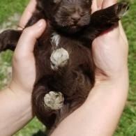 Tiny black puppy held in cupped hands, with pale spots on its belly, outdoors