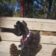 Black dog in a pink harness standing on a bench outdoors, with pine cones nearby.