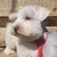Small white puppy wearing a red polka-dot tie, looking left, sitting outdoors.