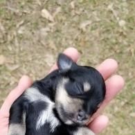 Sleeping black puppy resting in a hand outdoors on grass