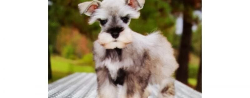 Fluffy white dog with a black nose standing on a wooden deck outdoors