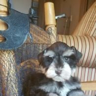 Small black-and-white puppy sitting on a striped chair indoors