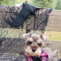 Small gray dog wearing a pink bow tie sits in front of a black veil draped over a wooden fence.