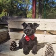 Small black dog with a red bow sitting on a wooden bench outdoors, flanked by pinecones.