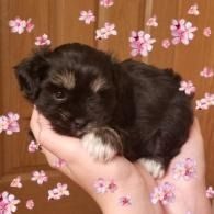 Small black-and-white puppy held in hands against a brown background with pink flower decorations