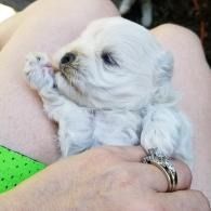Tiny white puppy resting in a person’s arms, wearing a small sweater