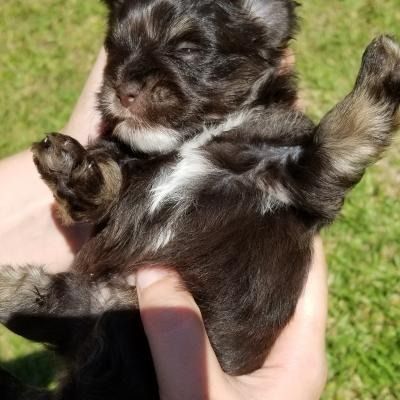 Tiny black-and-tan puppy held up outdoors on a sunny lawn, paws raised