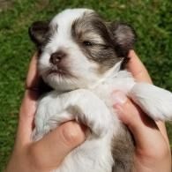 Tiny black-and-white puppy being held in hands outdoors, eyes closed and resting peacefully.