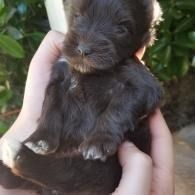 Small black puppy being held in someone’s hands outdoors