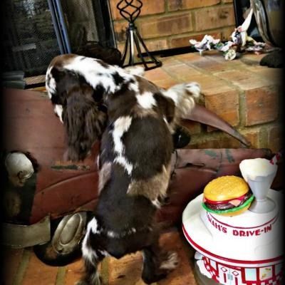 A spotted dog on a porch near a burger-themed container and brick steps
