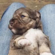 Small brown-and-white puppy resting on someone’s lap, looking sleepy and relaxed