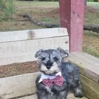 Small gray dog wearing a red bow tie sitting on a wooden bench outdoors