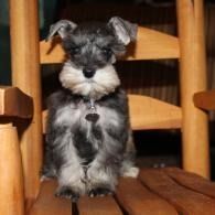 Small black-and-silver dog sitting on a wooden chair, facing forward.