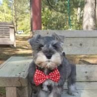 Small gray dog wearing a red polka-dot bow tie, sitting on a bench outdoors