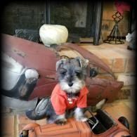Small dog in a red shirt sitting on an orange bench in a rustic indoor setting