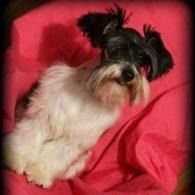 Small black-and-white dog sitting on a bright pink blanket