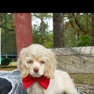 Small white puppy wearing a red bow tie outdoors on a porch or patio