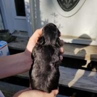 Hand holding a small black puppy on a porch in front of a white door