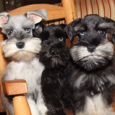Three schnauzer puppies sitting close together on a wooden chair, including a black and two gray-and-black pups.