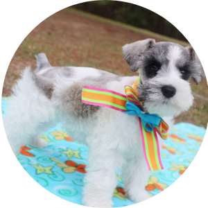 Small white-and-gray puppy wearing a rainbow bow tie on a blue blanket outdoors