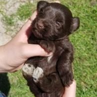 Tiny brown puppy being held in two hands over green grass