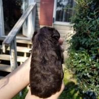 Hand holding a small brown puppy outdoors near a house and stairs