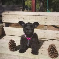 Small black puppy with a pink collar sitting on a wooden bench between two pinecones.
