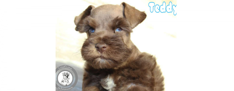Brown puppy portrait with “Teddy” text on a white background