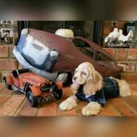 A fluffy tan dog lies beside an orange toy car and a rusty car hood on a brick porch.