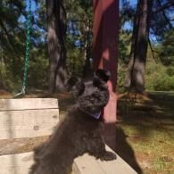 Black dog standing on hind legs beside a pink post in a sunny park with trees.