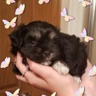 Small black-and-white puppy being gently held in a hand, with butterfly decorations in the background