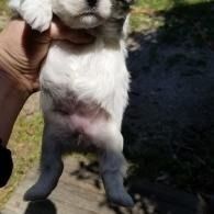 Small white puppy being held up outdoors, with dark gray paws and a rounded belly.