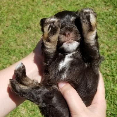 Small black puppy with tan markings held up on its back in someone’s hands on grass