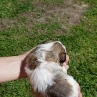 A small brown-and-white puppy being held in two hands over a grassy lawn.