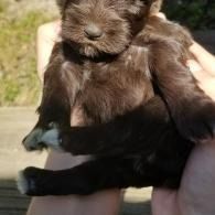 Small brown puppy being held in someone’s hands outdoors, with one black paw visible.