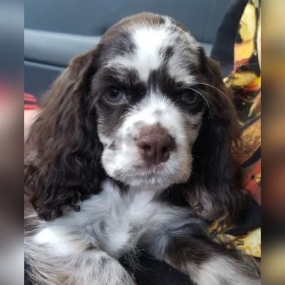 Brown-and-white puppy with floppy ears sitting in a car seat, looking at the camera.
