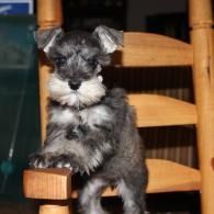 Small black-and-silver puppy standing on a wooden chair indoors