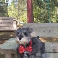 Small gray dog wearing a red polka-dot bow tie, sitting on a bench outdoors
