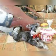 Small black-and-white dog with red bandana beside a jar and yellow cup on a tiled floor