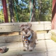 Small gray dog in a harness walking on a wooden deck outdoors with trees in the background