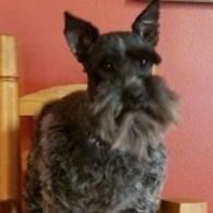 Black-and-gray schnauzer sitting indoors against a pink wall