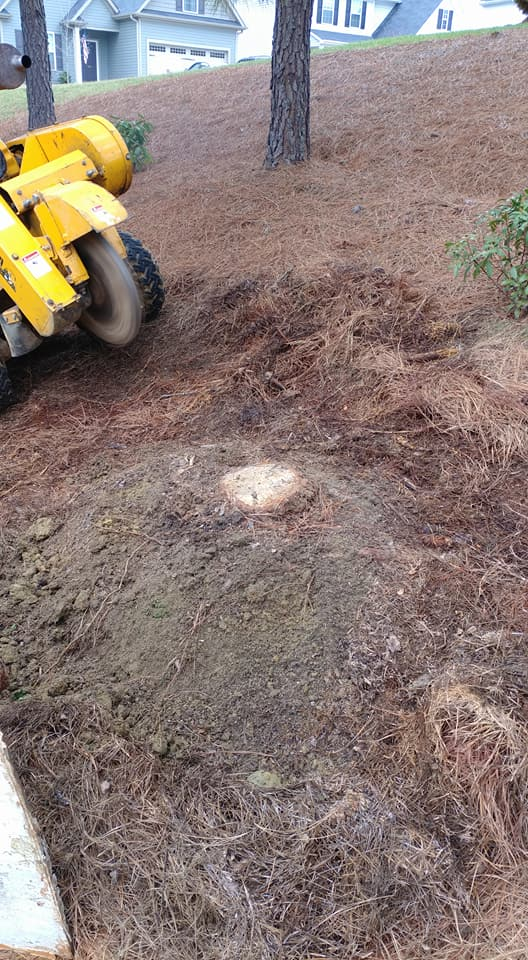 Stump grinder removing tree stump in yard covered in pine needles. Yellow machine, residential setting.