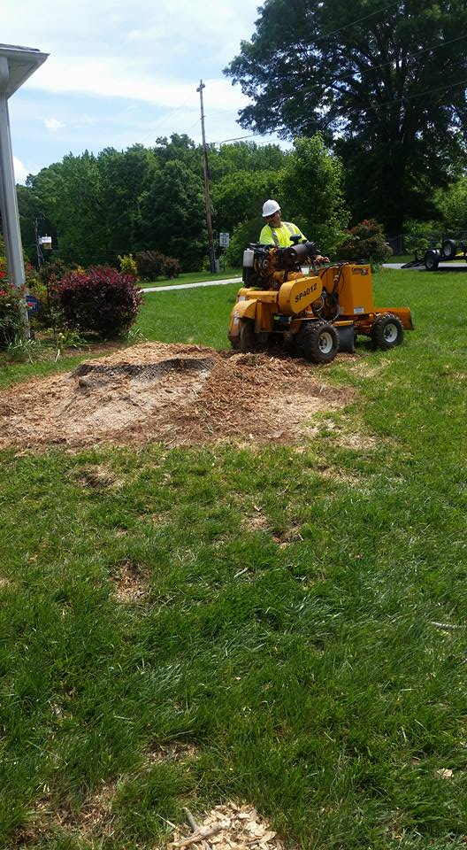 Person operating a stump grinder on a grassy lawn; residential setting.