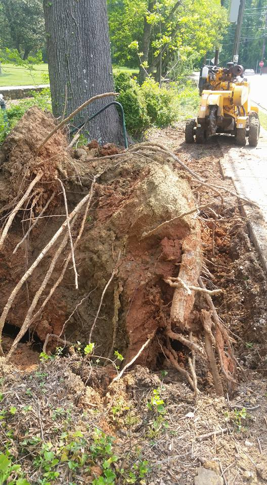 Uprooted tree with exposed roots next to a sidewalk. A yellow machine is in the background.