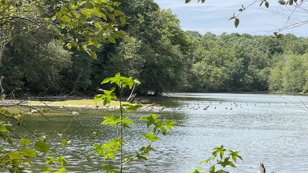 Ducks at Kawonu
